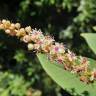 Fotografia 19 da espécie Phytolacca americana do Jardim Botânico UTAD