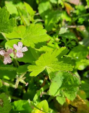 Fotografia 12 da espécie Geranium rotundifolium no Jardim Botânico UTAD