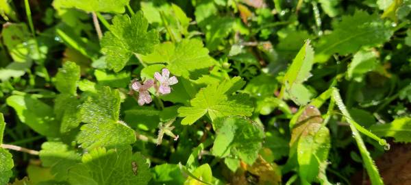 Fotografia da espécie Geranium rotundifolium