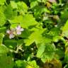 Fotografia 12 da espécie Geranium rotundifolium do Jardim Botânico UTAD