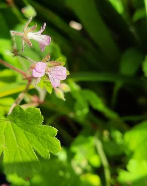 Fotografia 13 da espécie Geranium rotundifolium no Jardim Botânico UTAD