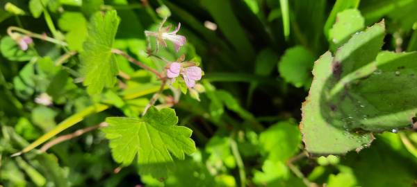 Fotografia da espécie Geranium rotundifolium