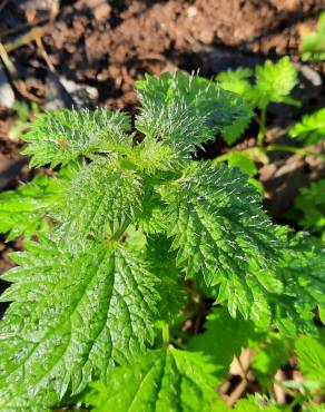 Fotografia 13 da espécie Urtica membranaceae no Jardim Botânico UTAD