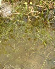 Fotografia da espécie Zannichellia palustris