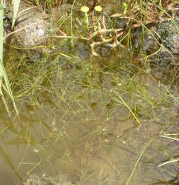 Fotografia da espécie Zannichellia palustris