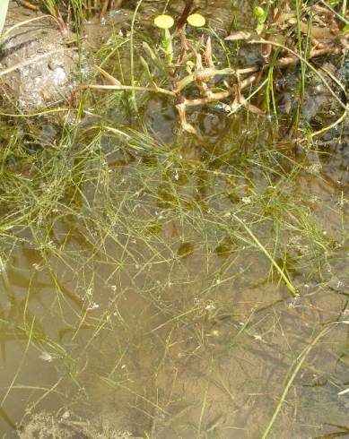 Fotografia de capa Zannichellia palustris - do Jardim Botânico