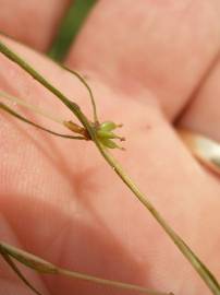 Fotografia da espécie Zannichellia palustris