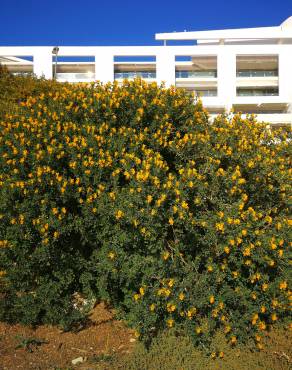 Fotografia 9 da espécie Medicago arborea no Jardim Botânico UTAD