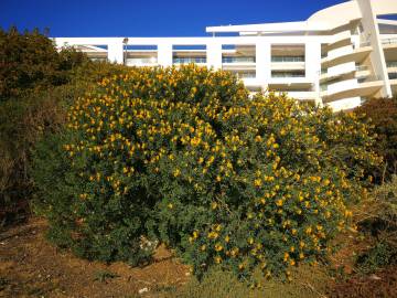 Fotografia da espécie Medicago arborea