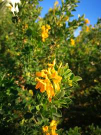 Fotografia da espécie Medicago arborea