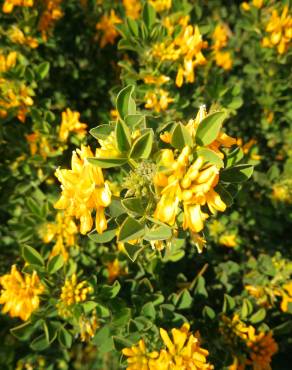 Fotografia 11 da espécie Medicago arborea no Jardim Botânico UTAD