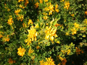 Fotografia da espécie Medicago arborea