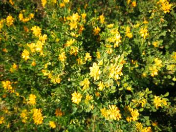 Fotografia da espécie Medicago arborea