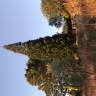 Fotografia 4 da espécie Sequoiadendron giganteum do Jardim Botânico UTAD