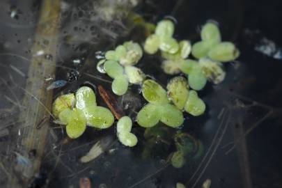 Fotografia da espécie Lemna minuta