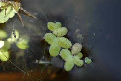 Fotografia da espécie Lemna minuta