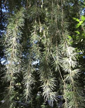 Fotografia 13 da espécie Cedrus deodara no Jardim Botânico UTAD