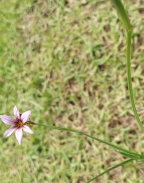 Fotografia 13 da espécie Sisyrinchium rosulatum no Jardim Botânico UTAD