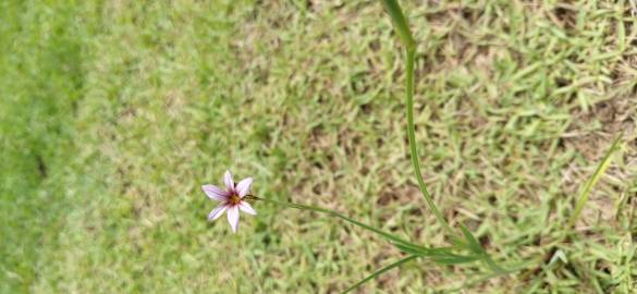 Fotografia da espécie Sisyrinchium rosulatum