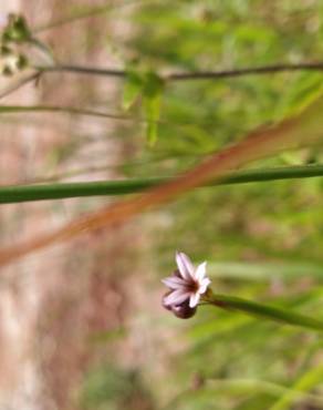 Fotografia 14 da espécie Sisyrinchium rosulatum no Jardim Botânico UTAD
