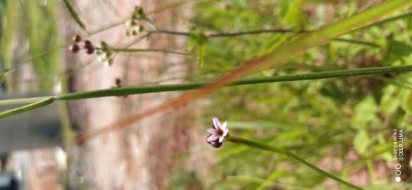 Fotografia da espécie Sisyrinchium rosulatum