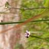 Fotografia 14 da espécie Sisyrinchium rosulatum do Jardim Botânico UTAD