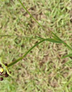 Fotografia 15 da espécie Sisyrinchium rosulatum no Jardim Botânico UTAD