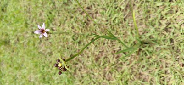 Fotografia da espécie Sisyrinchium rosulatum