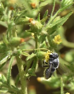 Fotografia 6 da espécie Dittrichia graveolens no Jardim Botânico UTAD