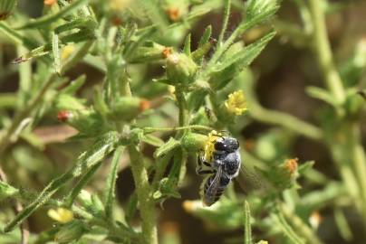 Fotografia da espécie Dittrichia graveolens