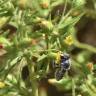 Fotografia 6 da espécie Dittrichia graveolens do Jardim Botânico UTAD