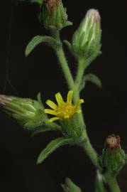 Fotografia da espécie Dittrichia graveolens