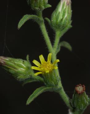 Fotografia 7 da espécie Dittrichia graveolens no Jardim Botânico UTAD