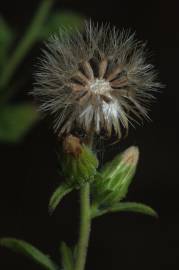 Fotografia da espécie Dittrichia graveolens