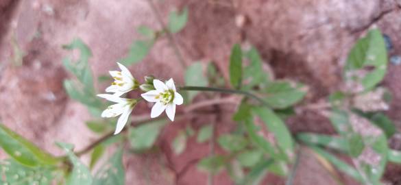 Fotografia da espécie Nothoscordum gracile