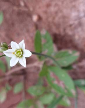 Fotografia 12 da espécie Nothoscordum gracile no Jardim Botânico UTAD