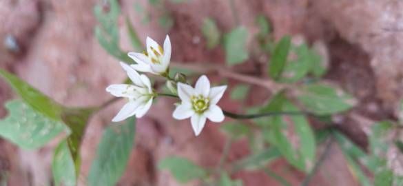 Fotografia da espécie Nothoscordum gracile