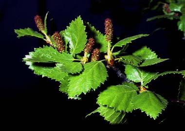 Fotografia da espécie Betula pubescens