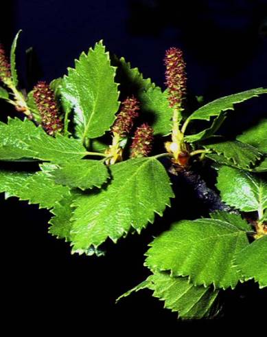 Fotografia de capa Betula pubescens - do Jardim Botânico