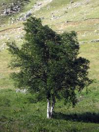 Fotografia da espécie Betula pubescens