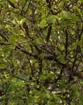 Fotografia 3 da espécie Betula pubescens no Jardim Botânico UTAD