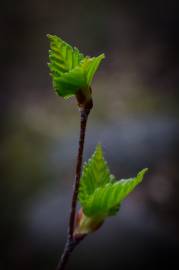 Fotografia da espécie Betula pubescens