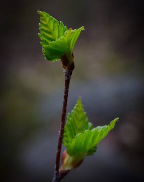 Fotografia 5 da espécie Betula pubescens no Jardim Botânico UTAD