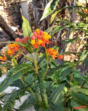 Fotografia 12 da espécie Asclepias curassavica no Jardim Botânico UTAD