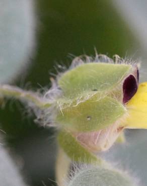 Fotografia 5 da espécie Kickxia spuria no Jardim Botânico UTAD