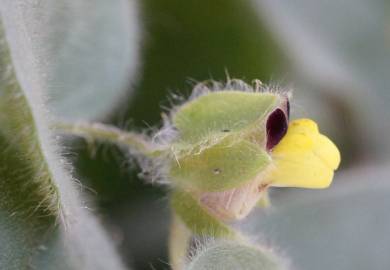 Fotografia da espécie Kickxia spuria