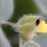 Fotografia 5 da espécie Kickxia spuria do Jardim Botânico UTAD