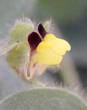 Fotografia 7 da espécie Kickxia spuria no Jardim Botânico UTAD