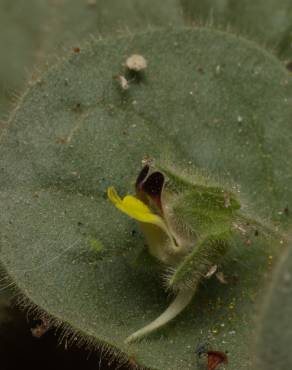 Fotografia 11 da espécie Kickxia spuria no Jardim Botânico UTAD