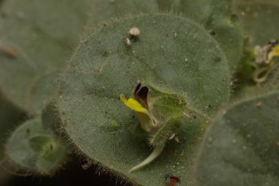 Fotografia da espécie Kickxia spuria